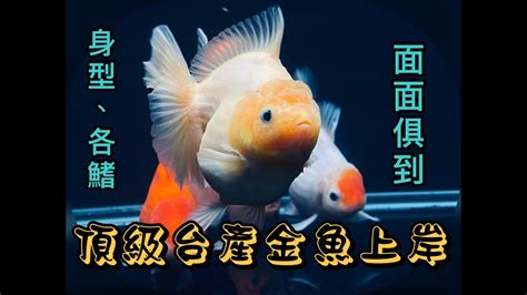 灃興金魚|『金魚系列』頂級台產金魚上岸,經過幾代的基因穩定,創造出不輸。